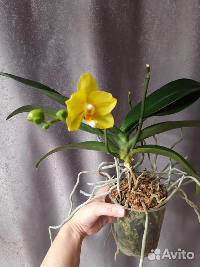 Орхидея фаленопсис P. Lioulin Canary 'orchis'