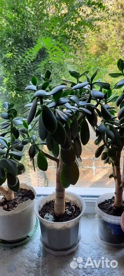 Денежное дерево толстянка