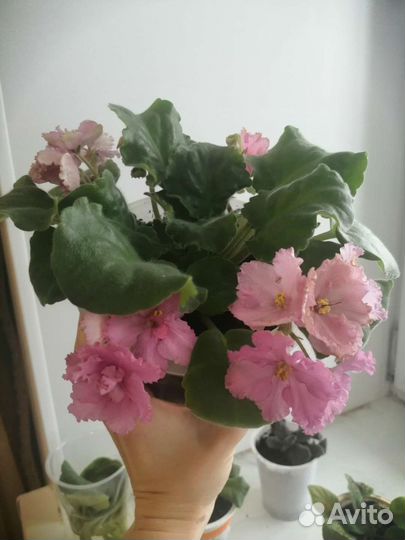 Фиалка в горшке