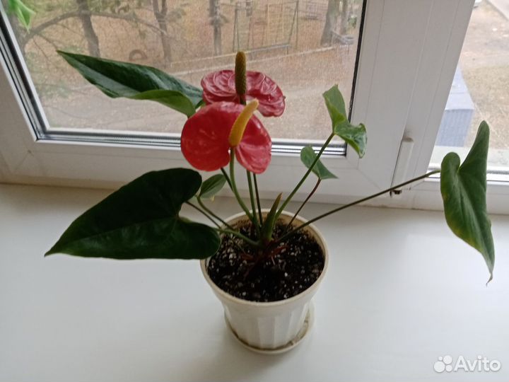 Антуриум RED