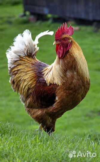 Петухи