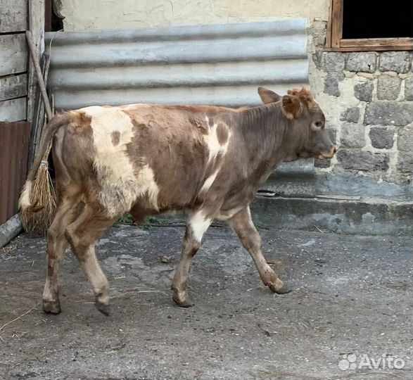 Бычки и быки