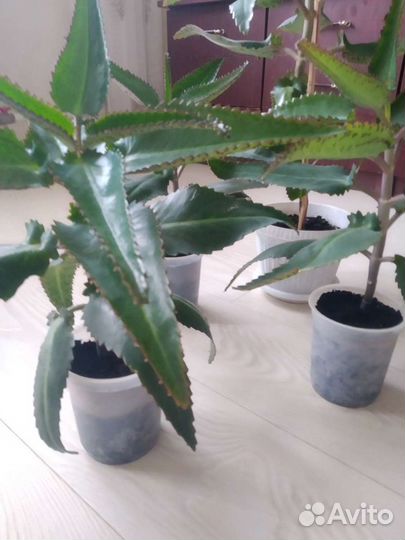 Каланхоэ лечебное