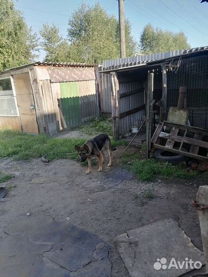 Отдам в добрые руки