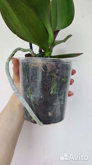 Орхидея фаленопсис