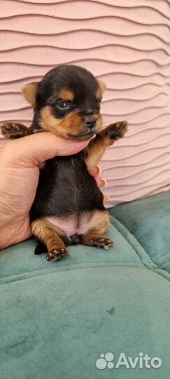 Щенки Йоркширский терьер