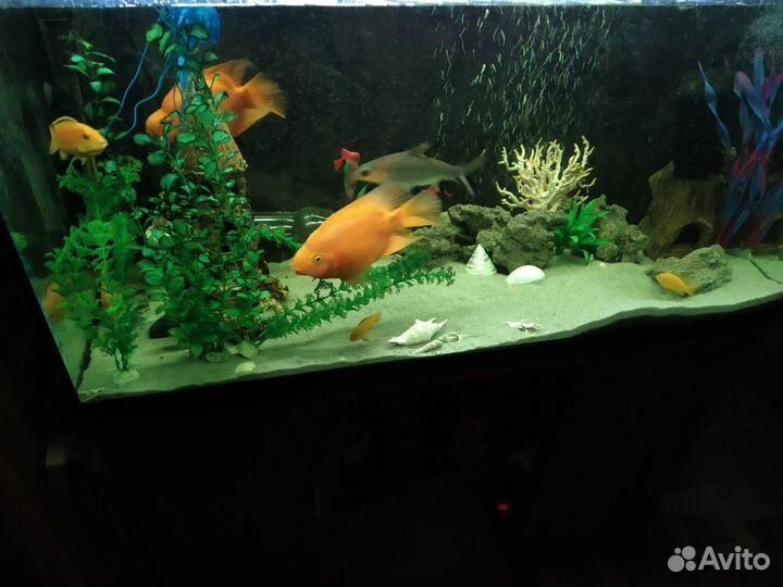 Аквариум
