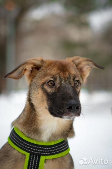 Щенок Мика в добрые руки