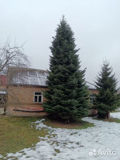 Ель новогодняя живая