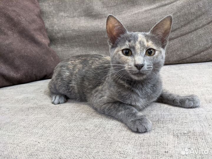 Кошечка в добрые руки