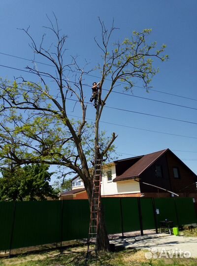 Спиливание деревьев в Ейске и Ейском районе