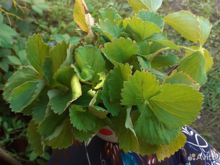 Клубника саженцы