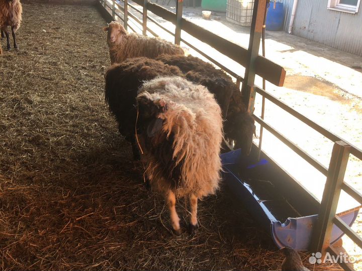 Живые бараны