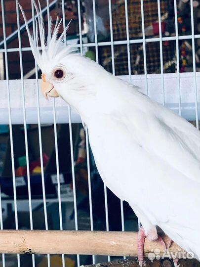Попугай Корелла альбинос