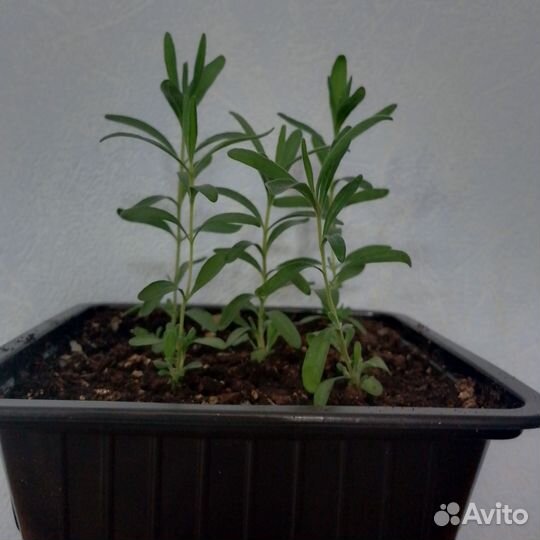 Лаванда узколистная. Рассада