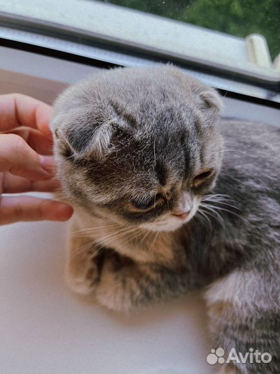 Кошечка вислоухая в добрые руки