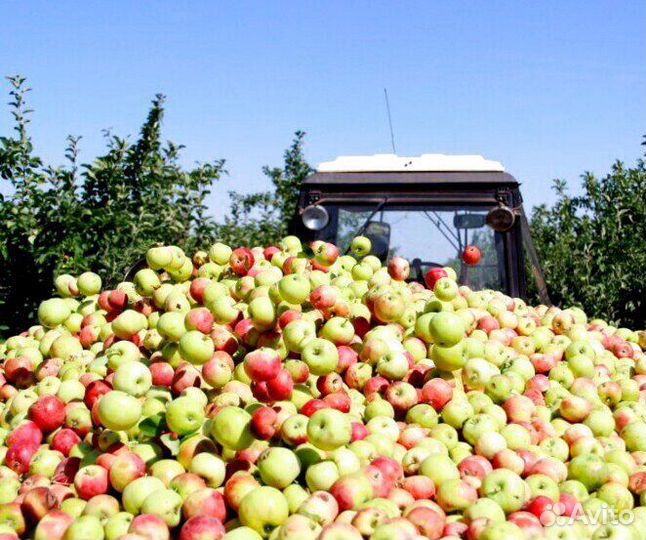 Работа по сборке яблок. Вахта