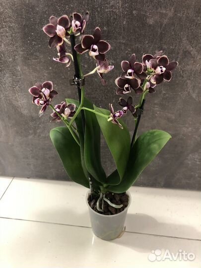 Пеперомия Мирт