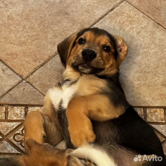 Щенки метисы бигля бесплатно