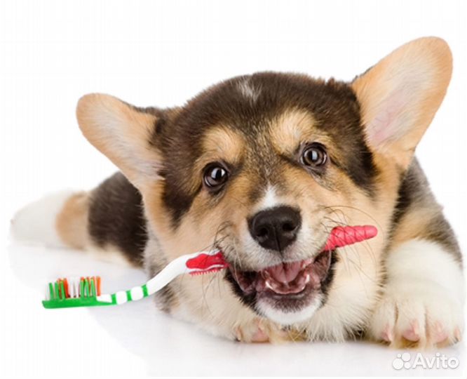 Ветеринарный врач - чистка зубов, удаляем камни