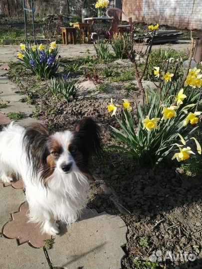 Папийон вязка