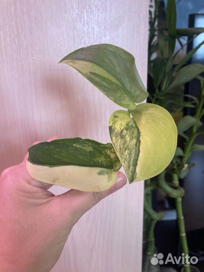 Сциндапсус