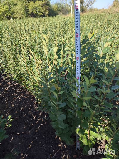 Кизильник блестящий