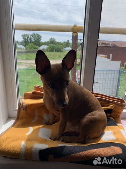 Собака девочка