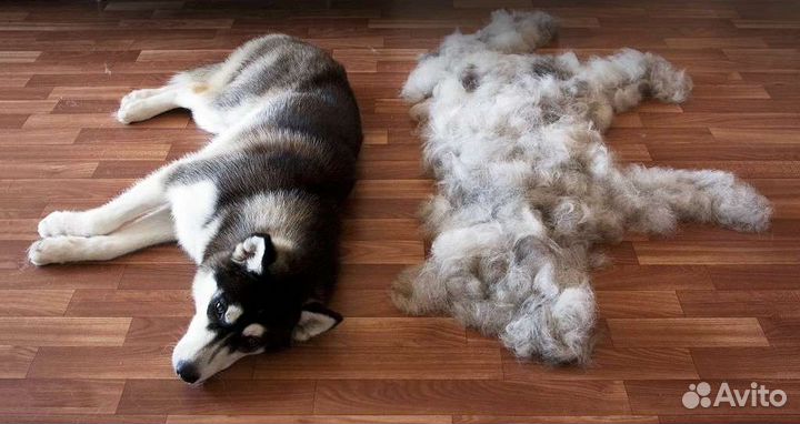 Грумминг собак