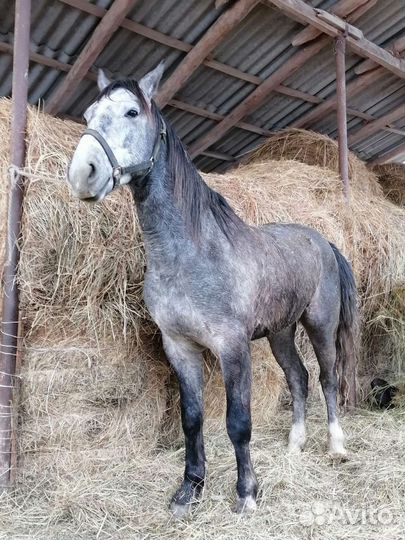 Мерин иноходец