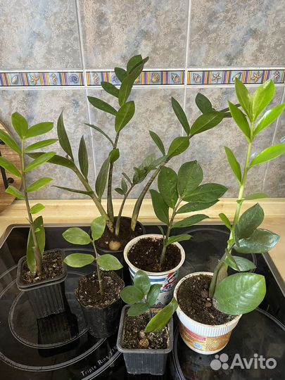 Замиокулькас (денежное дерево)