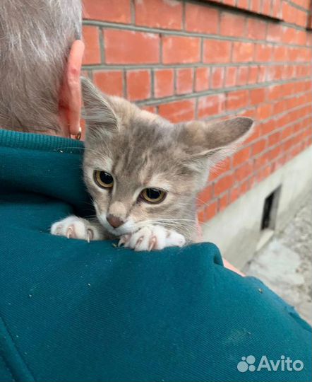 Кошка в дар