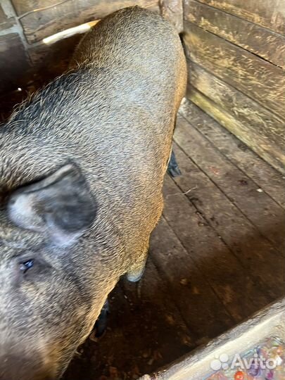 Свиноматки и хряки вьетнамскте и мангалица