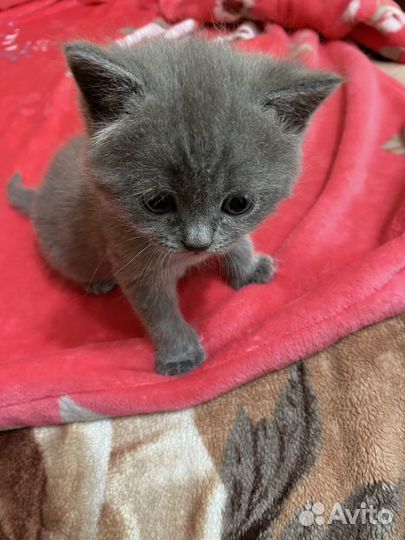 Шотландские котята