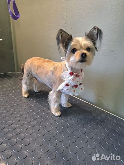 Груминг. Ищу моделей для стрижки собак