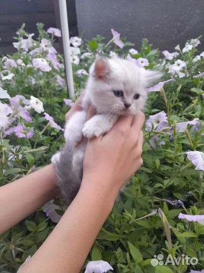 Шотланские чистокровные котики. Плюшевые