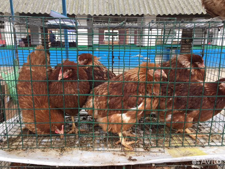 Молодые куры несушки от 4.5-5.5 месяцев