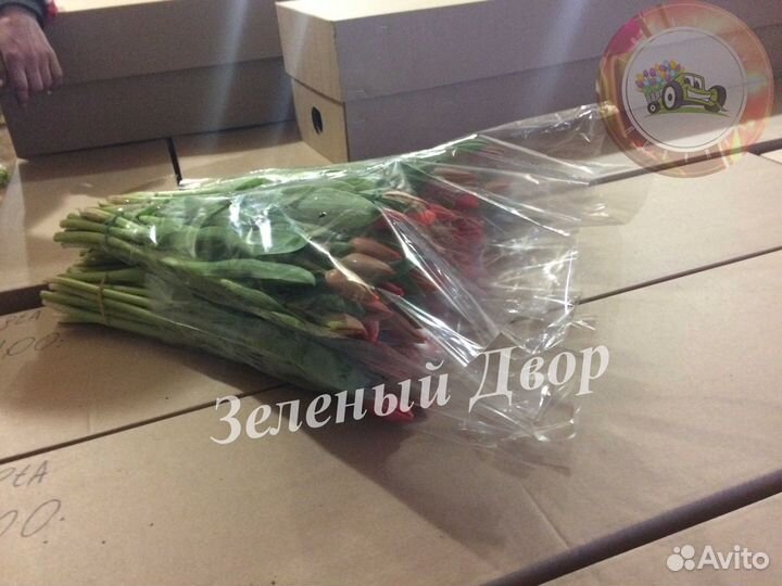 Тюльпаны оптом Berini Красноярск (45-70 см.)