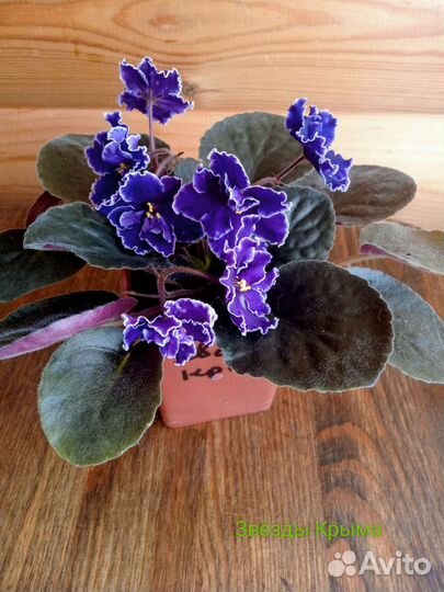 Фиалки сортовые