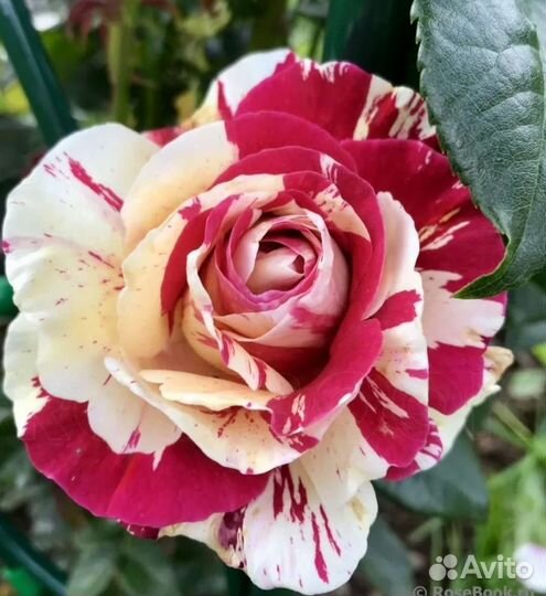 Роза плетистая Ванилла фрейз ароматная крупная