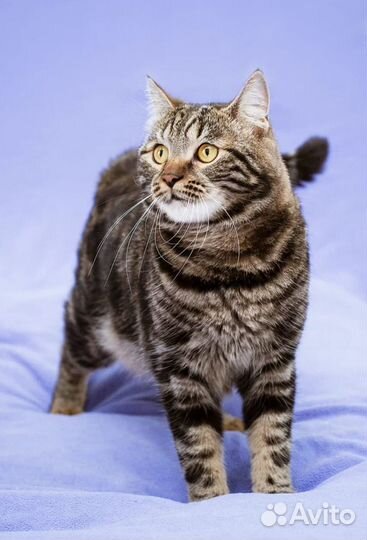 Полосатик в поисках любящей семьи и тёплого дома