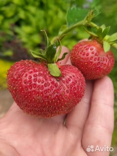 Рассада клубники