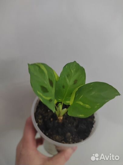 Маранта керховена