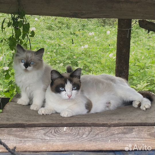 Кошки в добрые руки