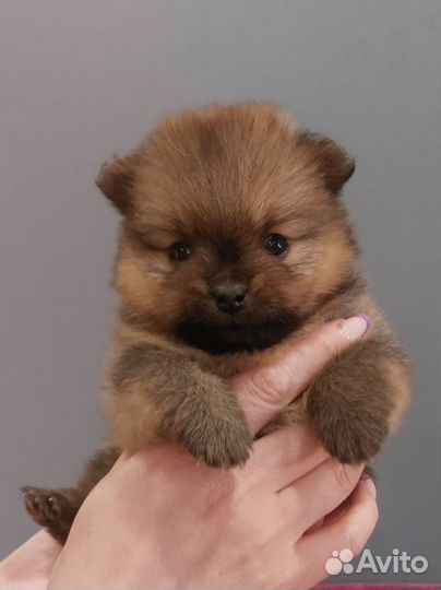 Щенки шпица