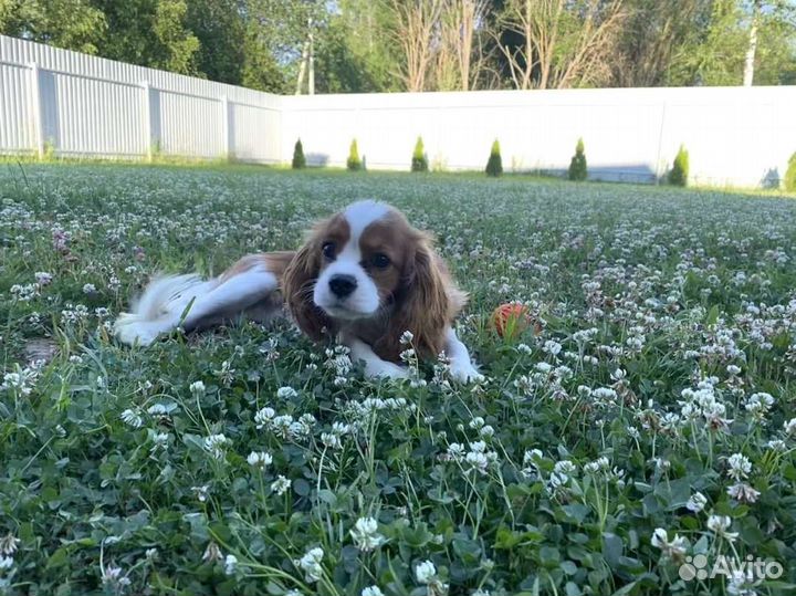 Семена белого клевера и розового