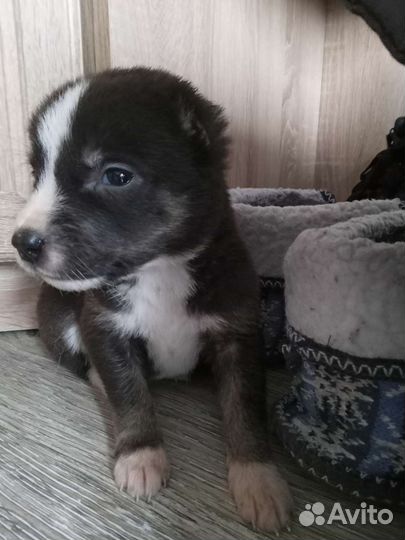 Щенки сао алабай