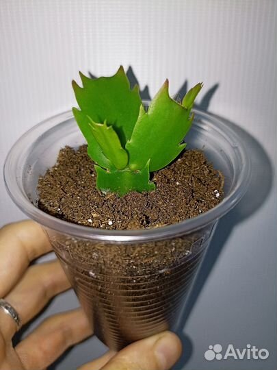 Декабрист Шлюмбергера Зигокактус