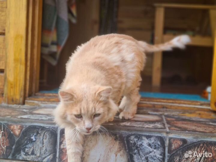 Красивый рыжий кот ищет теплый дом