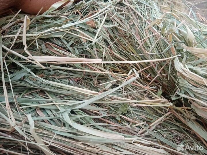 Сено в тюках и рулонах